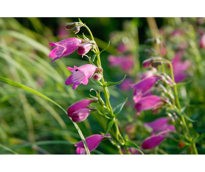 Red Rocks Penstemon